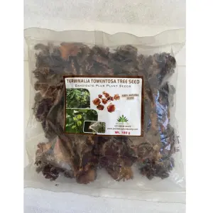 Terminalia Tomentosa Tree Seed 1