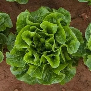 Tiberius Rz (41-27) Cox Lettuce 1