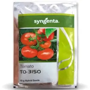 To-3150 Hybrid Tomato Seeds - High-Yield Variety For Rabi & Kharif Seasons 1