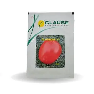 Alankar Tomato F1 (अलंकार टमाटर) - Seeds 1