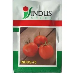 Indus Tomato 70 F1 Hybrid Seeds 1