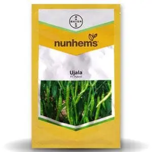 Ujala Chilli Seeds 1
