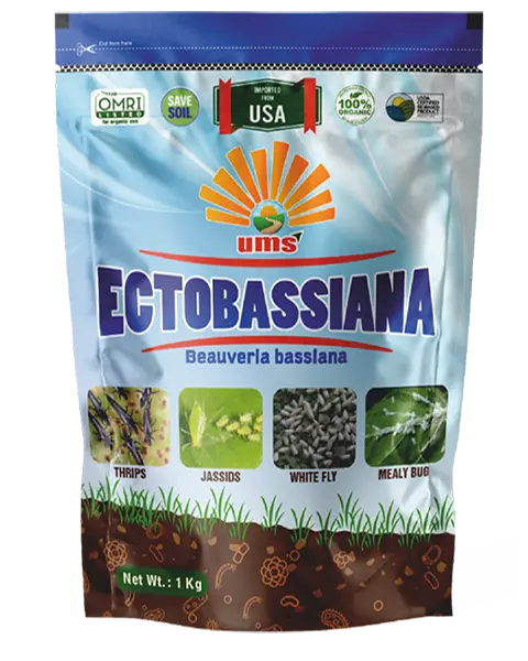 Ums Ectobassiana 1