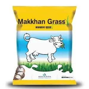 Advanta Makkhan Grass Forage Seeds - High Protein Winter Fodder For Higher Milk Yield 1
