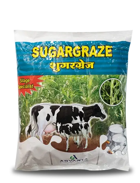 Advanta Sugargraze Forage Seeds - High Protein Fodder & Silage 1