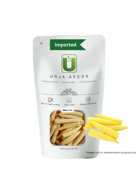 Urja - Baby Corn-Orion Seeds 1