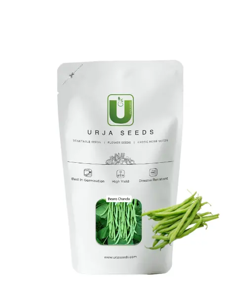 Urja Beans Chanda 1