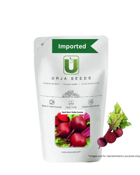 Urja Beetroot Ruby Queen – Premium High Yielding Imported Seeds 1