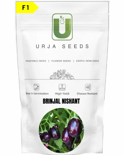 Urja Brinjal F1 Nishant 1