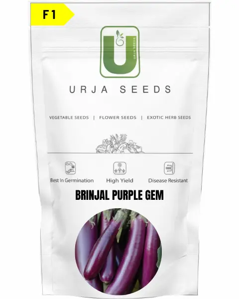 Urja Brinjal F1 Purple Gem 1