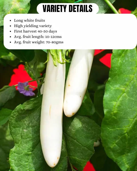 Urja Brinjal F1 Snow King 1