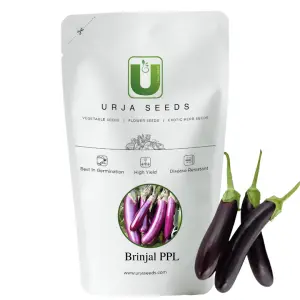 Urja Brinjal Ppl Seeds 1