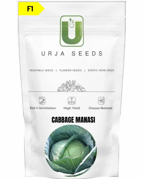 Urja Cabbage F1 Manasi (Flat Round) 1