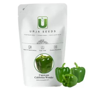 Urja Capsicum California Wonder Seeds 1