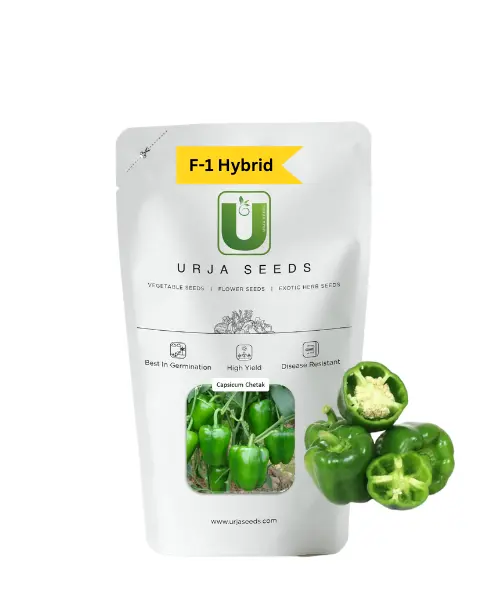 Urja Capsicum F-1 Hybrid Chetak 1