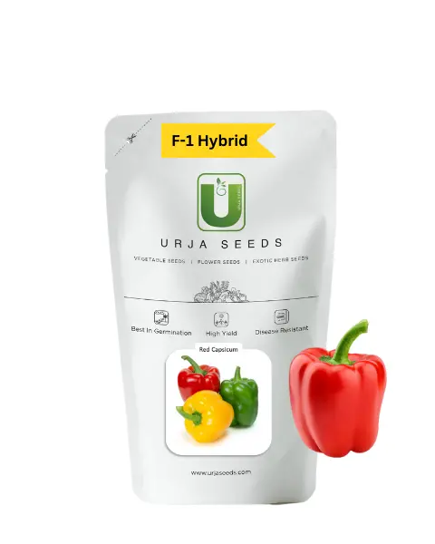 Urja Red - Capsicum Seeds 1