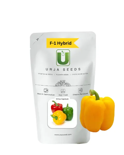 Urja Yellow Capsicum Seeds 1