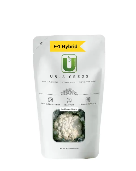 Urja Cauliflower F-1 Hybrid Megha 1