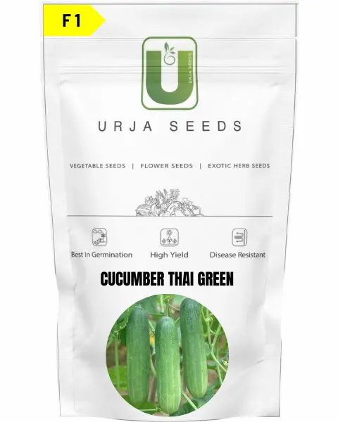 Urja Cucumber F1 Thai Green 1