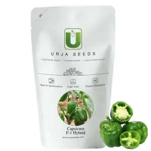Urja Discover - Capsicum Seeds 1