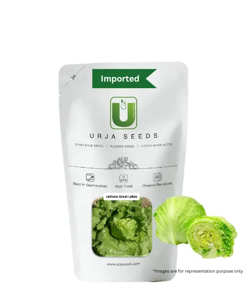 Urja Great Lakes - Lettuce Seeds 1