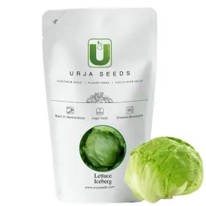 Urja Iceberg Lettuce Seeds: Crisp, Fresh, Fast-Growing Greens 1