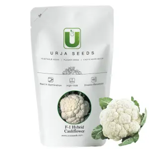 Urja Jyotika-I - Cauliflower F-1 Hybrid Seeds 1