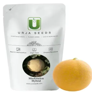 Urja Kajri Muskmelon Seeds 1