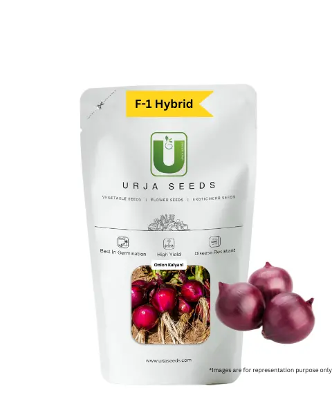 Urja Kalyani - Onion Seeds 1
