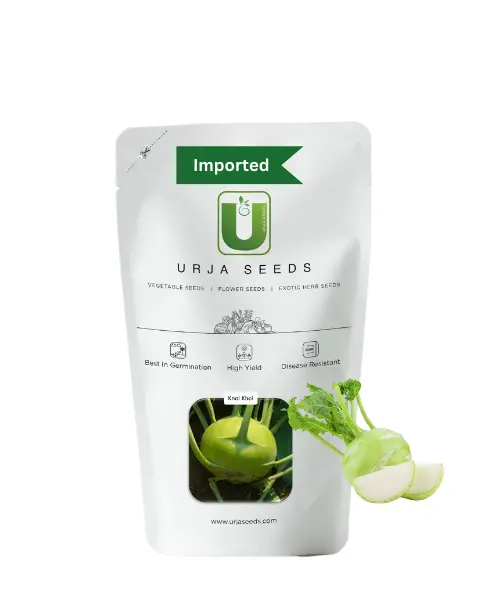Urja Knol-Khol Earliest White 1