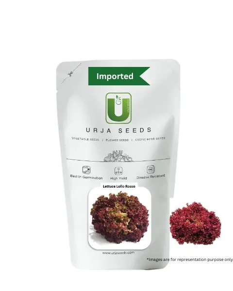 Urja Lolla Red - Lettuce Seeds 1