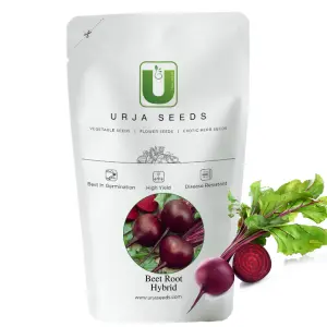 Urja Maharaja Red - Beetroot Seeds 1