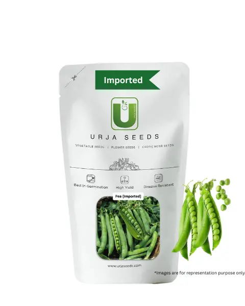 Urja Matar Pea Seeds - Frost Tolerant, High Yield, Powdery Mildew Resistant 1