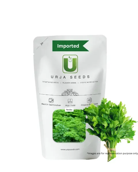 Urja Parsley Seeds 1