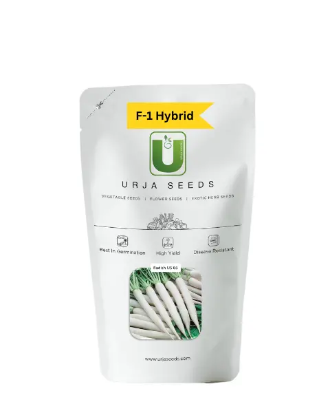 Urja Radish F-1 Hybrid Us-66 1