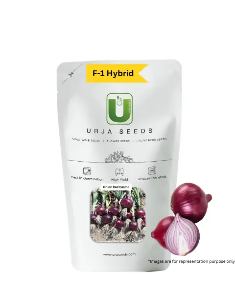 Urja Red Cosmo Onion Seeds 1