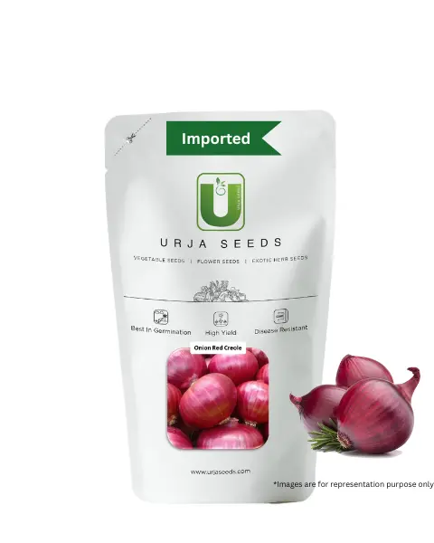 Urja Red Creole (Imp) Onion Seeds 1