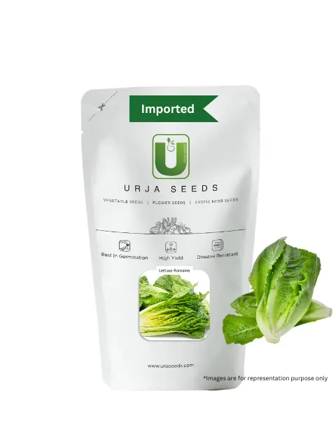 Urja Romain Lettuce Seeds 1