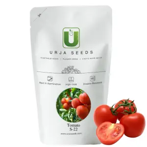 Urja S-22 Tomato Seeds 1