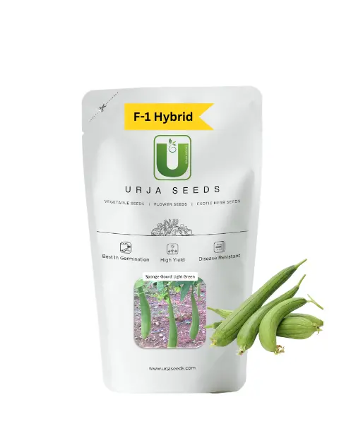 Urja Sponge Gourd F-1 Hybrid Light Green (Us-301) 1