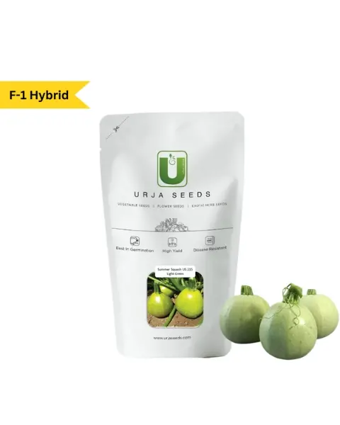 Urja Summer Squash F-1 Hybrid Us-515 (Light Green) 1