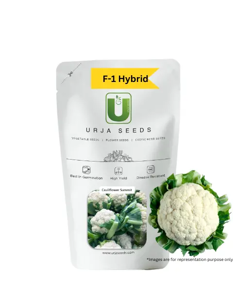 Urja Summit - Cauliflower F-1 Hybrid Seeds 1