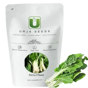 Urja Super Green (Ind.) Swiss Chard Seeds 1