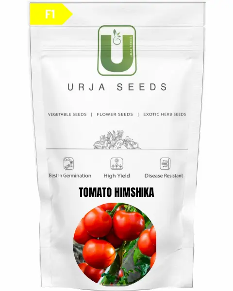 Urja Tomato F1 Himshikha 1
