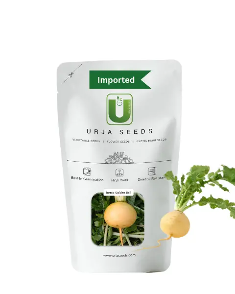 Urja Turnip Golden Ball (Imported) 1