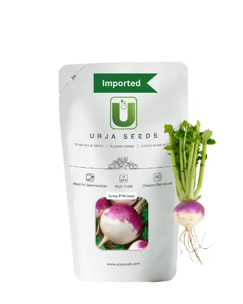 Urja Turnip Purple Top White Seeds 1