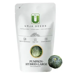 Urja Us-101 - Pumpkin F-1 Hybrid Seeds (Large) 1