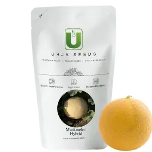 Urja Us-111 - Muskmelon Seeds 1