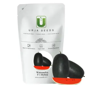 Urja Us-20011 - Watermelon F-1 Hybrid Seeds (Icebox Imported) 1