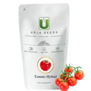 Urja Us-525 Tomato Seeds (Determinate) – Juicy, Acidic, Flattened Round, Medium-Sized 1